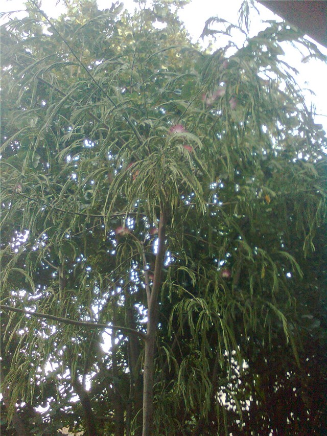 albicia spava